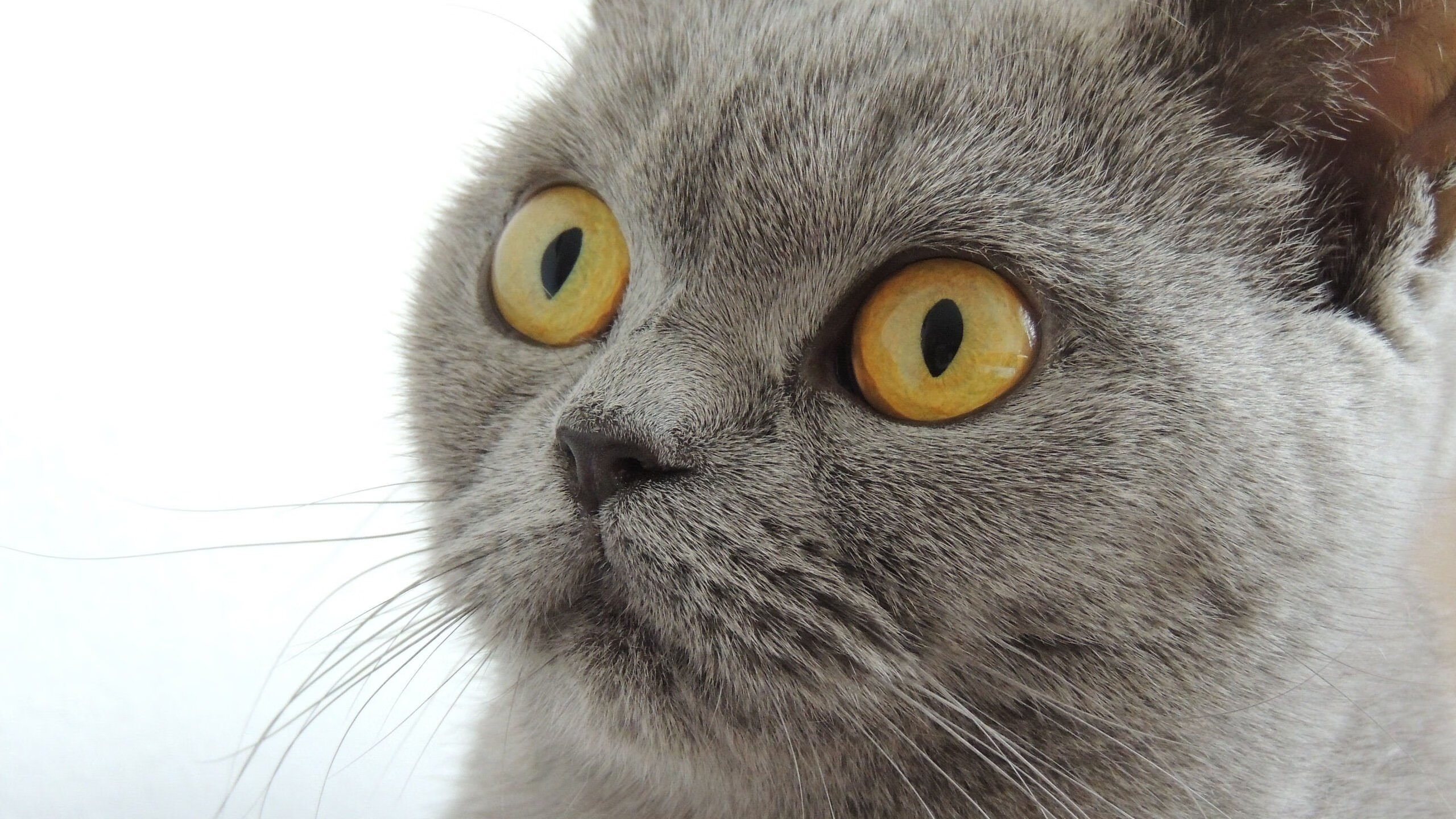 开云官网APP下载-WRC顶级车手：谁能夺冠？，wrc最强车型