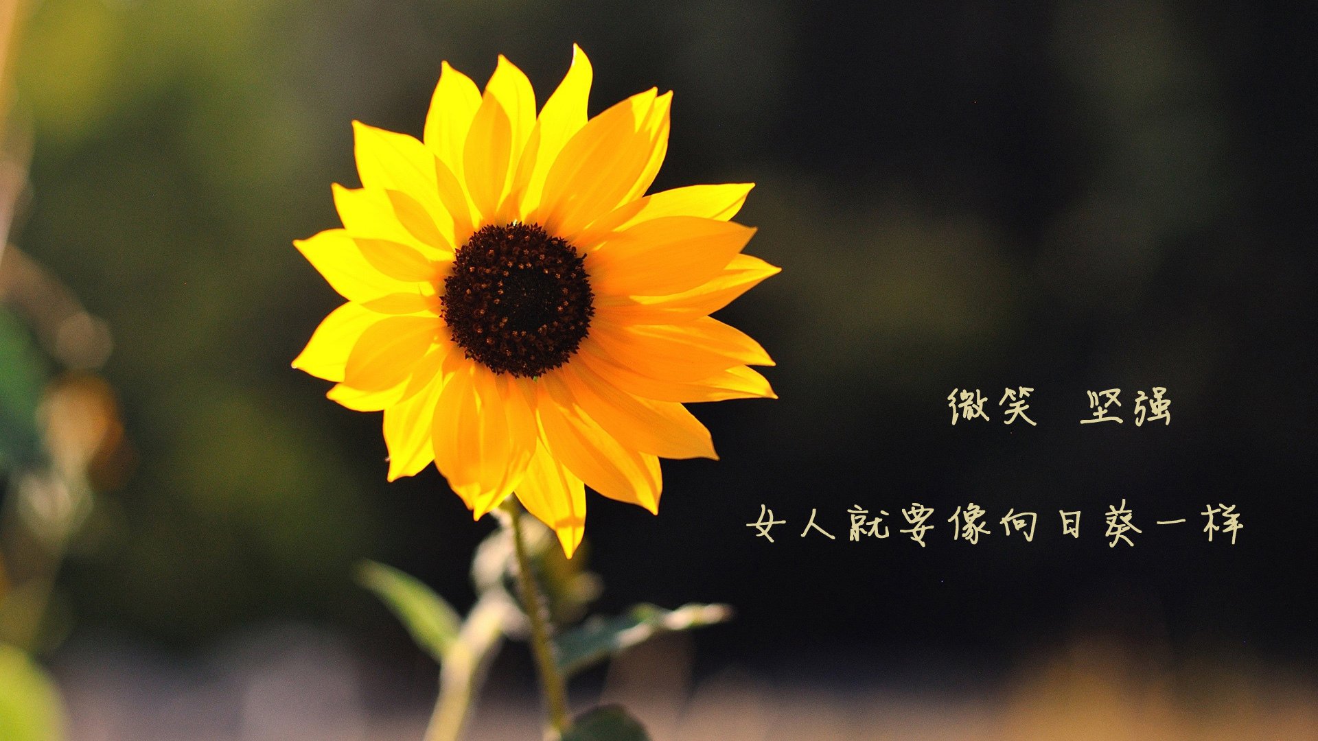 开云下载-_勇士三分如雨，席卷全场_，勇士三分最多的比赛