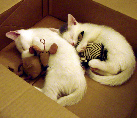 开云官网首页-_梦幻极光雪地雪车：在北极圈内感受速度_，梦幻冰雪地板