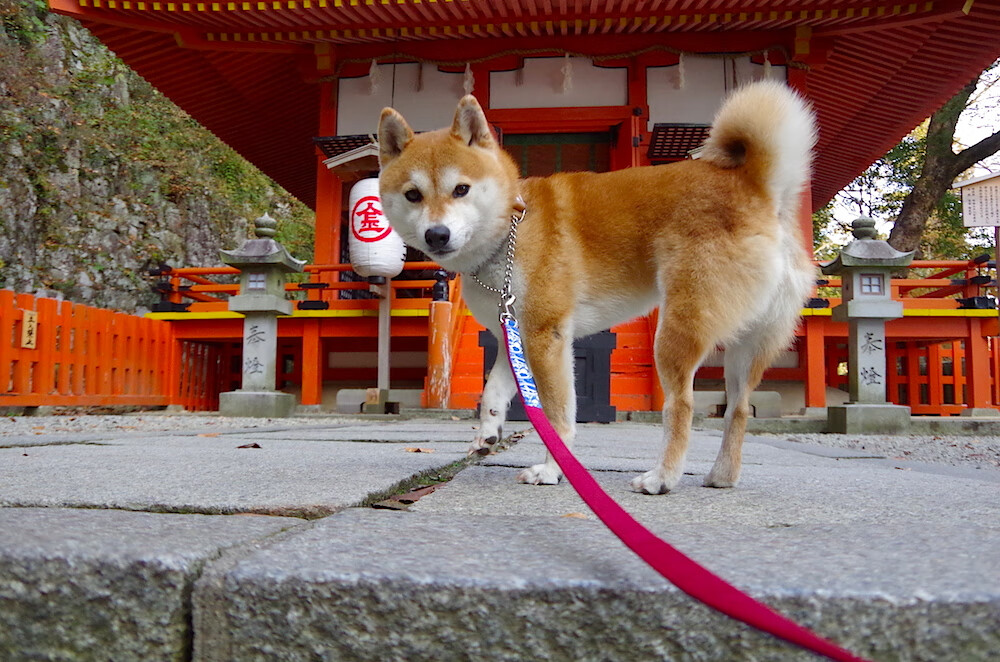 开云在线直播-“传奇回忆：乔丹场场经典瞬间”，乔丹表演