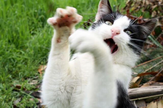 开云网页版-《Dota 2全球邀请赛，Liquid战队三连冠再创新纪录》，dota2 2021战队