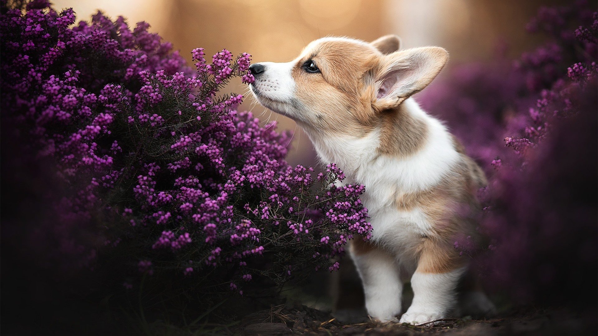 开云APP-逆境“扭转乾坤”——那些令人血脉喷张的战役，在逆境中扭转乾坤