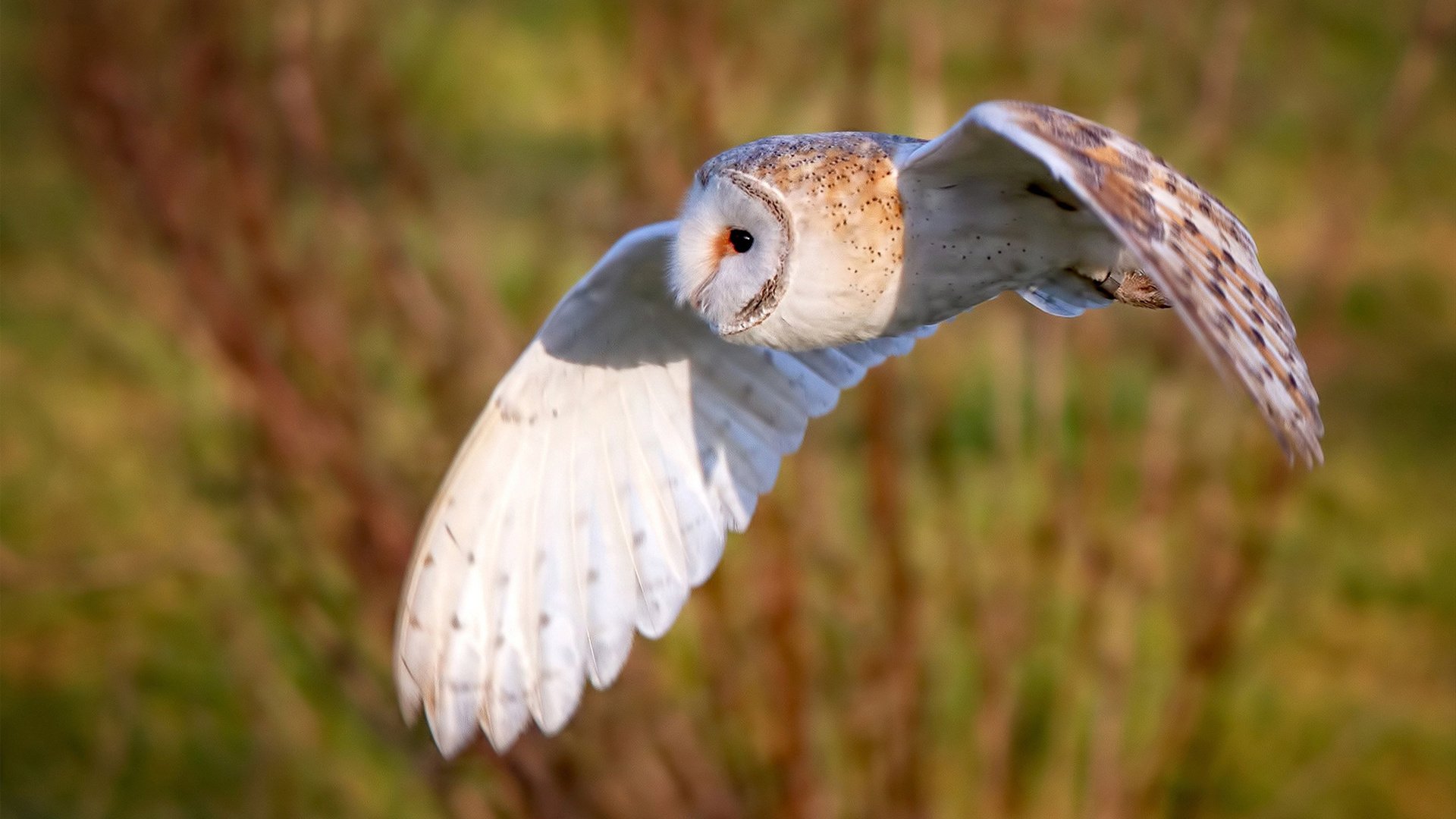 开云官网在线-伊朗联赛关键比赛吸引关注，伊朗球队