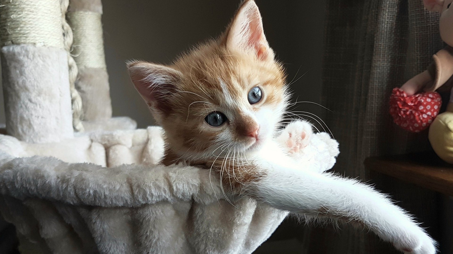 开云官方网站-意甲是否能吸引更多国际投资关注，意甲分析推荐