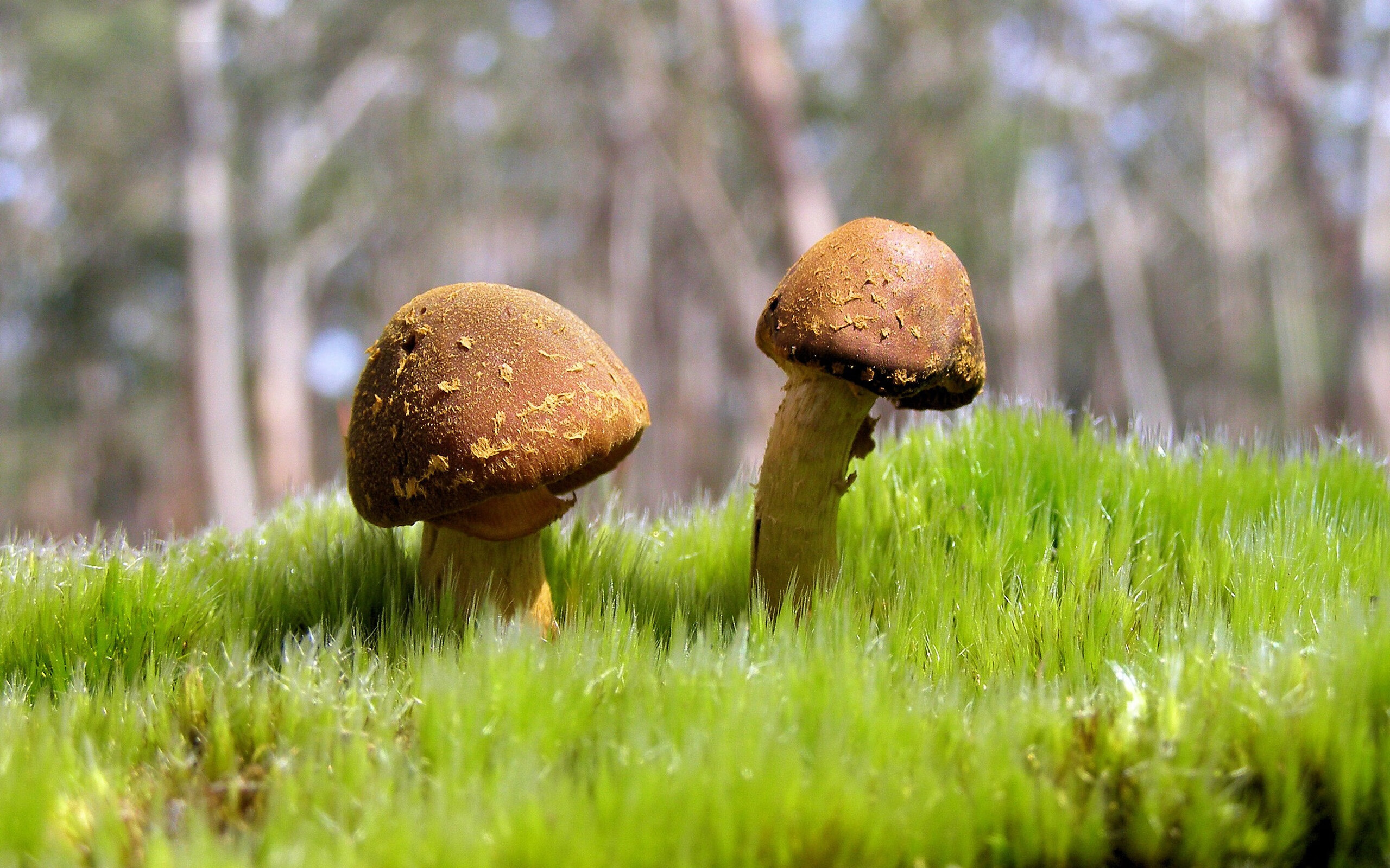 开云全站-诺瓦克·德约科维奇赢得2024年澳网冠军，德约科维奇历届澳网成绩