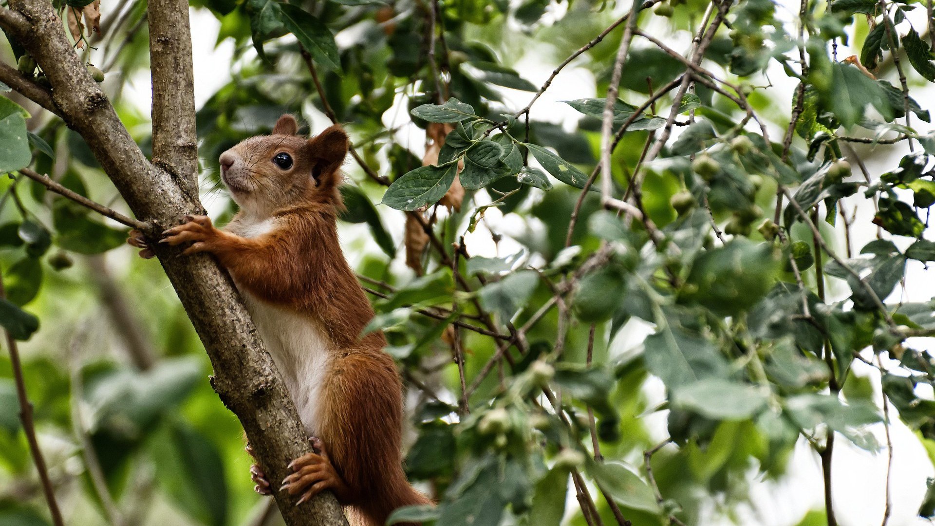 开云在线直播-首尔SK骑士季后赛冲击力十足，首尔sk骑士比赛