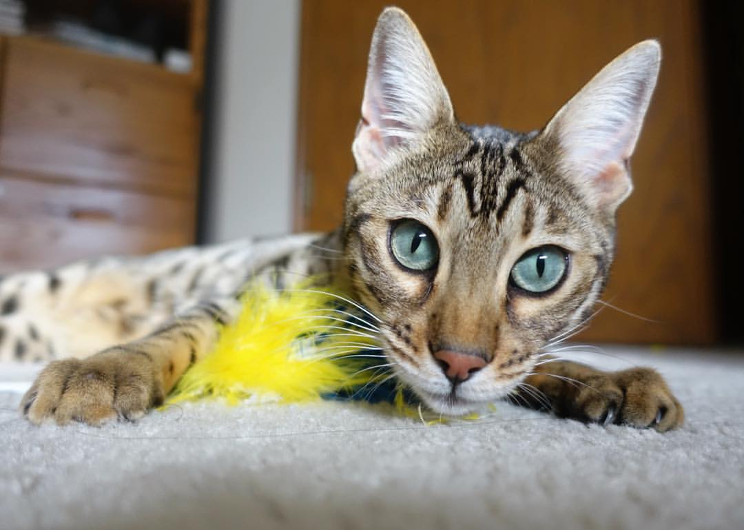 kaiyun开云·官方网站-瑞典队未来目标：在世界顶级赛事中取得新突破，瑞典队战绩