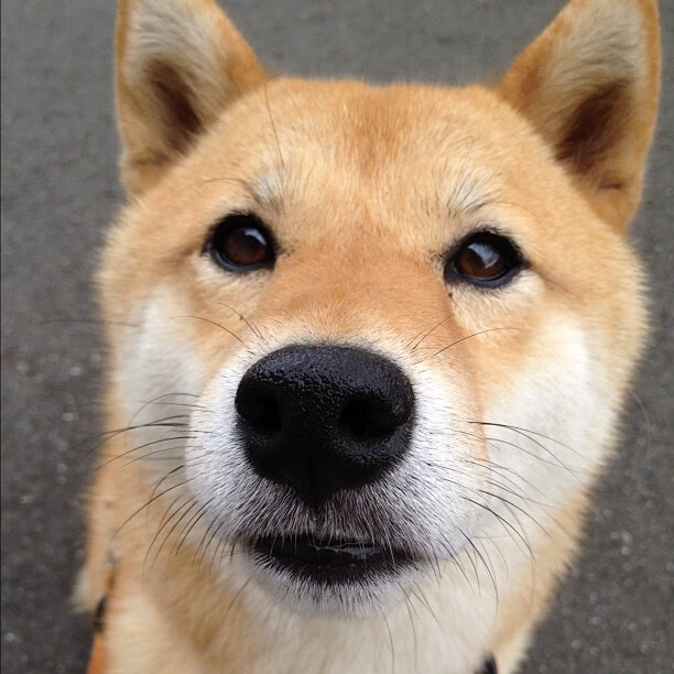 开云综合服务-跳水动作完成度高瑞士获好评，瑞士3米板跳水运动员