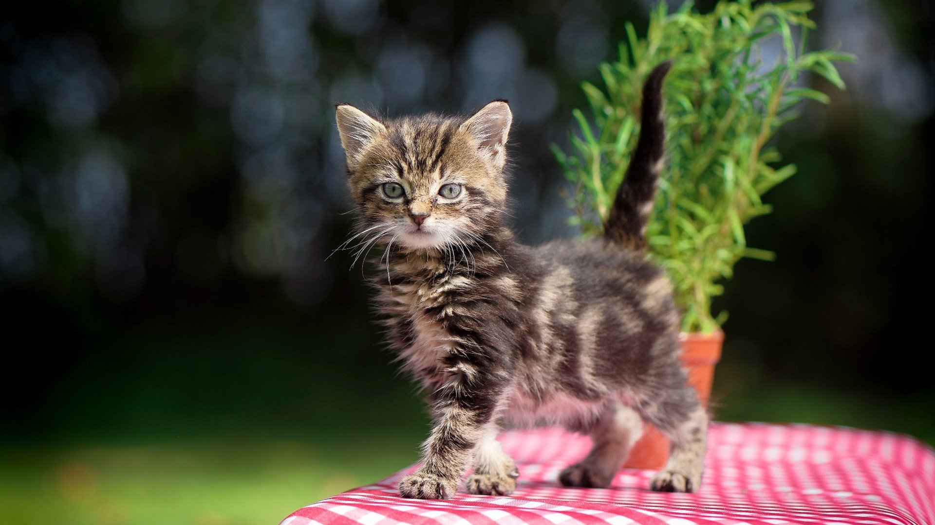 开云官网登录-青少年足球基础设施逐步升级，创建优越训练环境，青少年足球训练体系